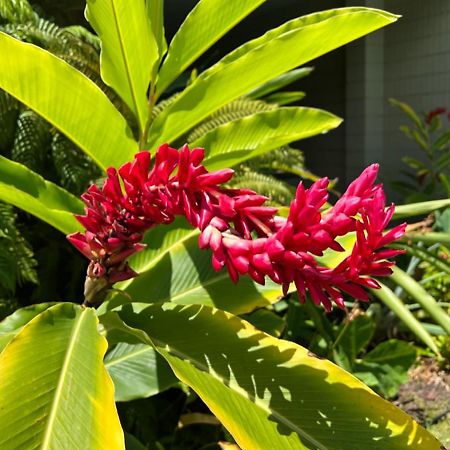 كايلو كونا Kona Magic Ali'I - Top Floor Views, Pool, Beach, Sunsets المظهر الخارجي الصورة
